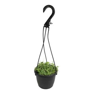 ALTMAN PLANTS 6 in. String of Turtles (Peperomia Prostrata) Live houseplant in Hanging Basket 0872805