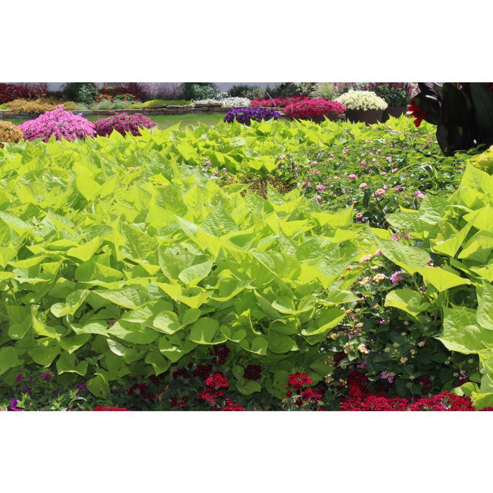 PROVEN WINNERS 4.25 in. Eco+Grande Sweet Caroline Sweetheart Lime Sweet Potato Vine (Ipomoea) Live Plant Lime Green Foliage (4-Pack) IPOPRW5197504