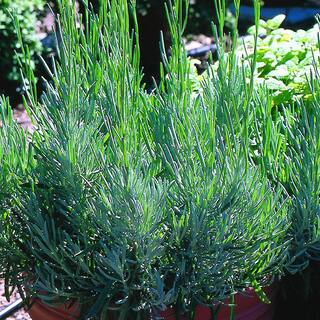 Bonnie Plants 2.32 qt. Lavender Herb Plant 5065