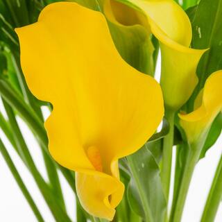 METROLINA GREENHOUSES 2.5 Qt. Captain Solo Yellow Calla Lily Plant 78838