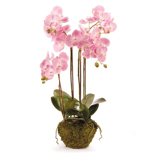 Phalaenopsis Orchid DropIn 30 with Root Ball