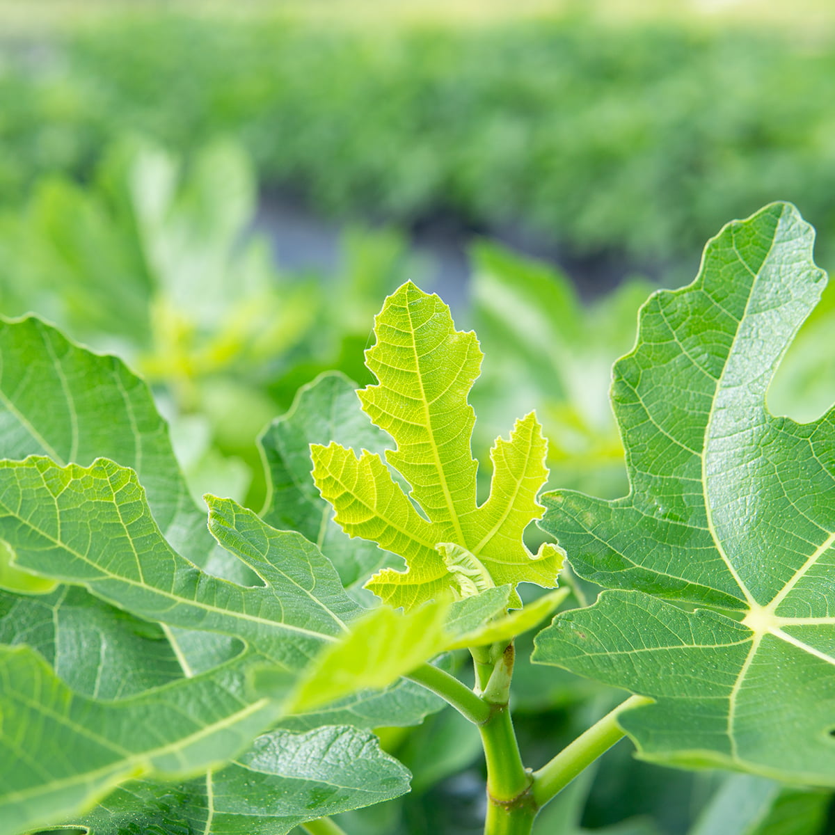 1 Gal. Celeste Fig Tree- Sugar Fig Fruit - Attractive Foliage