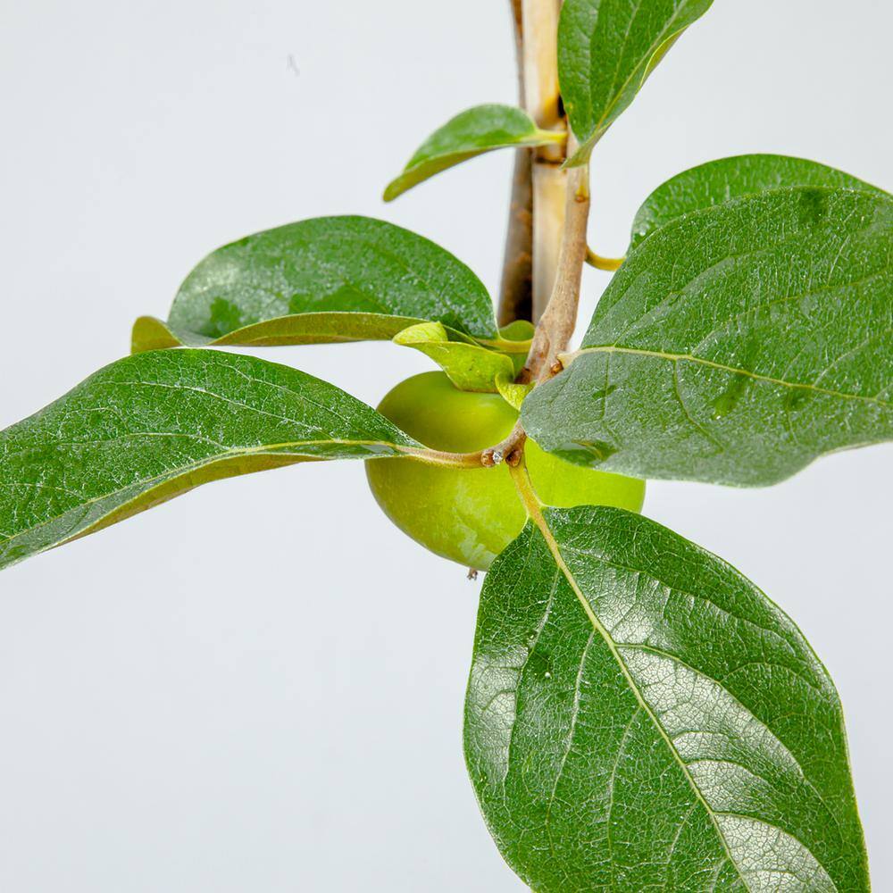 Perfect Plants 4.5 ft. Tall Hana Fuyu Persimmon Tree Self Fruitful Non-Astringent Variety THD00582