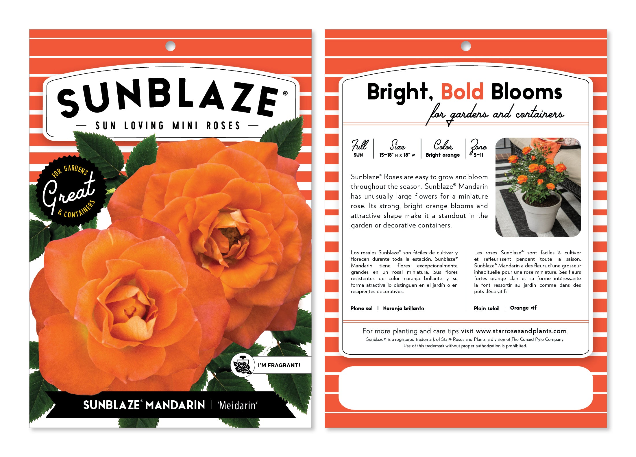 Bareroot Sunblaze® Mandarin Miniature Rose with Orange Flowers - Live Plants - 2 Piece