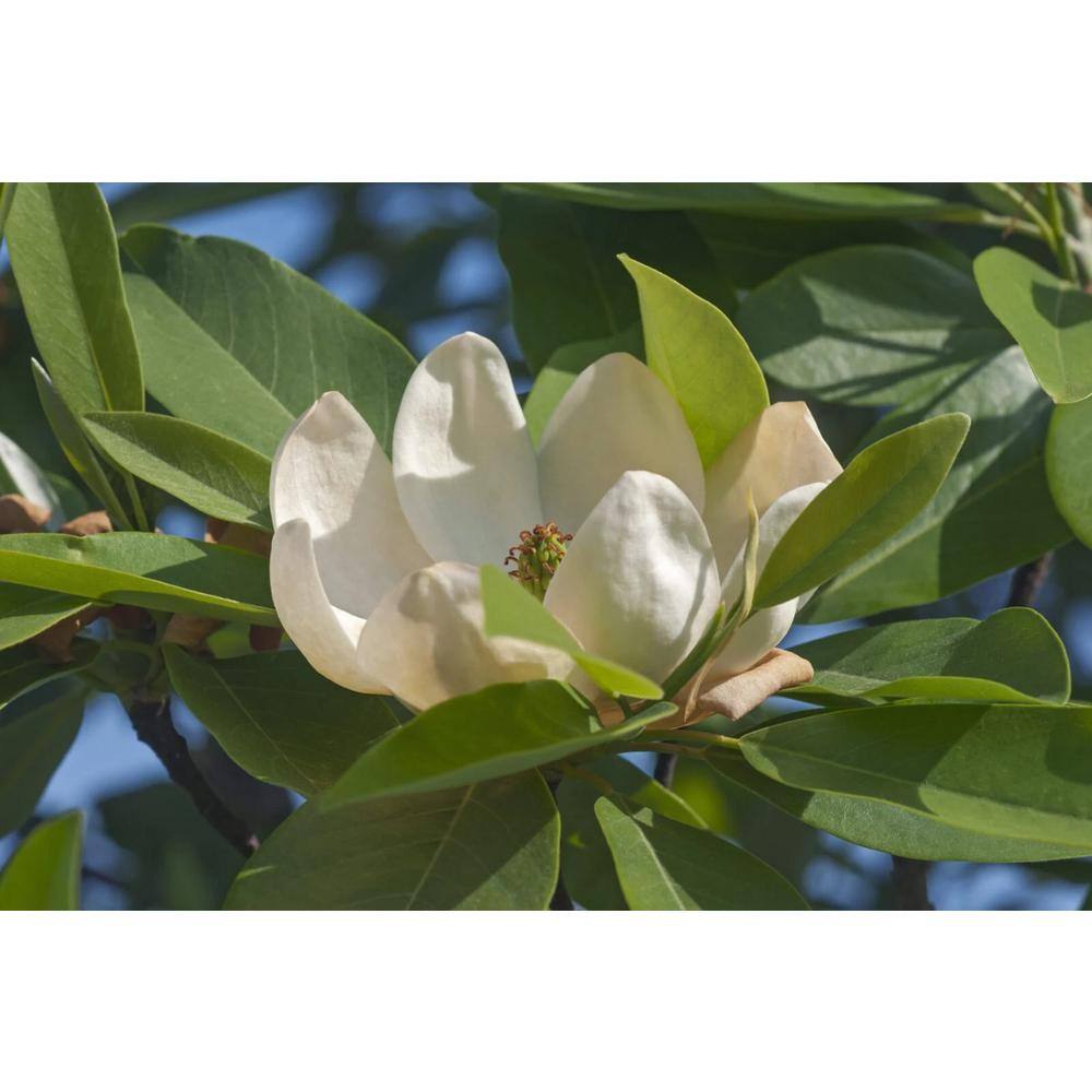 BELL NURSERY 3 Gal. Sweet Bay Magnolia (Magnolia Virginiana) Live Flowering Tree Shrub Cream-White Flowers MGLIA3STB1PK
