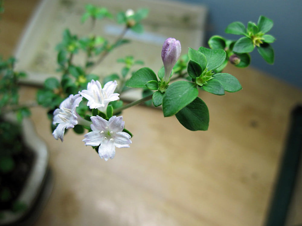 Cherry Blossom Serissa Tree - 2.5