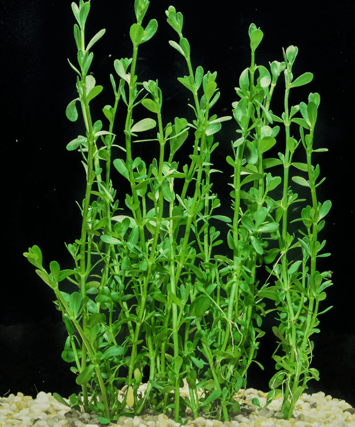 Moneywort (Bacopa Monnieri) Potted Live Aquatic Plant