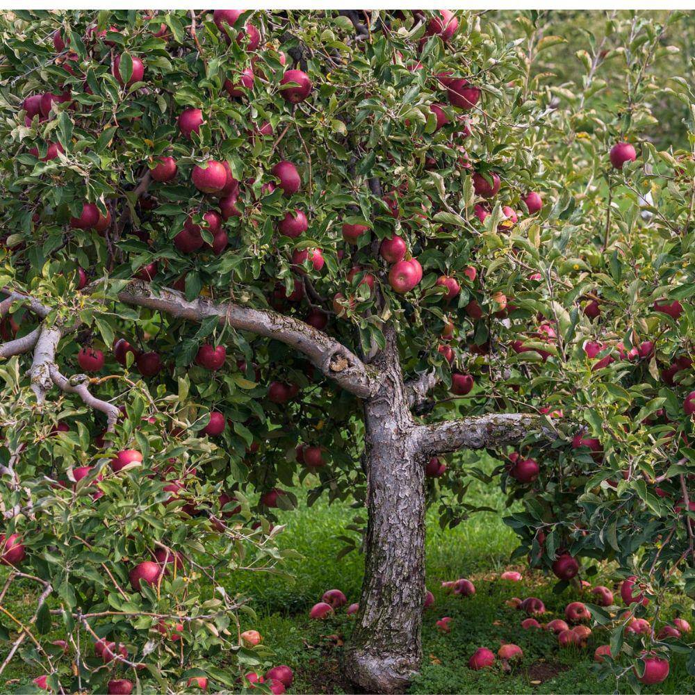 5 gal. Pink Lady Apple Tree APPPIN05GSL
