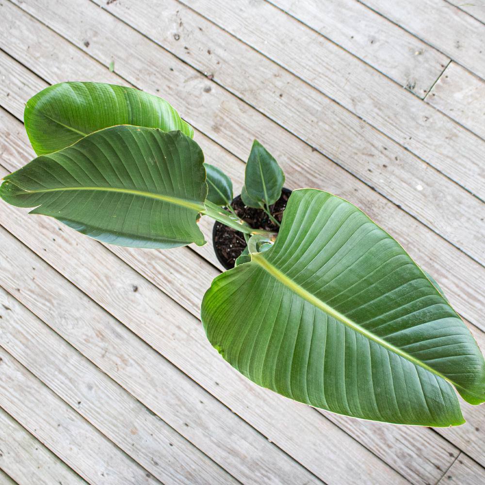 United Nursery White Bird of Paradise Live Indoor Strelitzia Nicolai Plant Shipped in 9.25 inch Grower Pot 23522