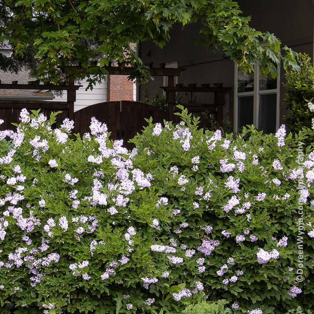 Brighter Blooms 3 Gal. Miss Kim Lilac Flowering Shrub with Pink Blooms LIL-MKI3