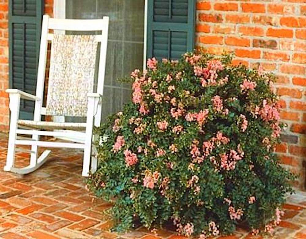 Delta Blush Crape Myrtle