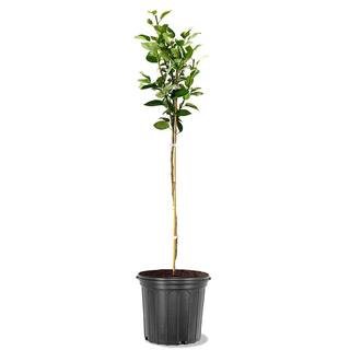 5 Gal. Baldwin Pear Tree PEABAL05G