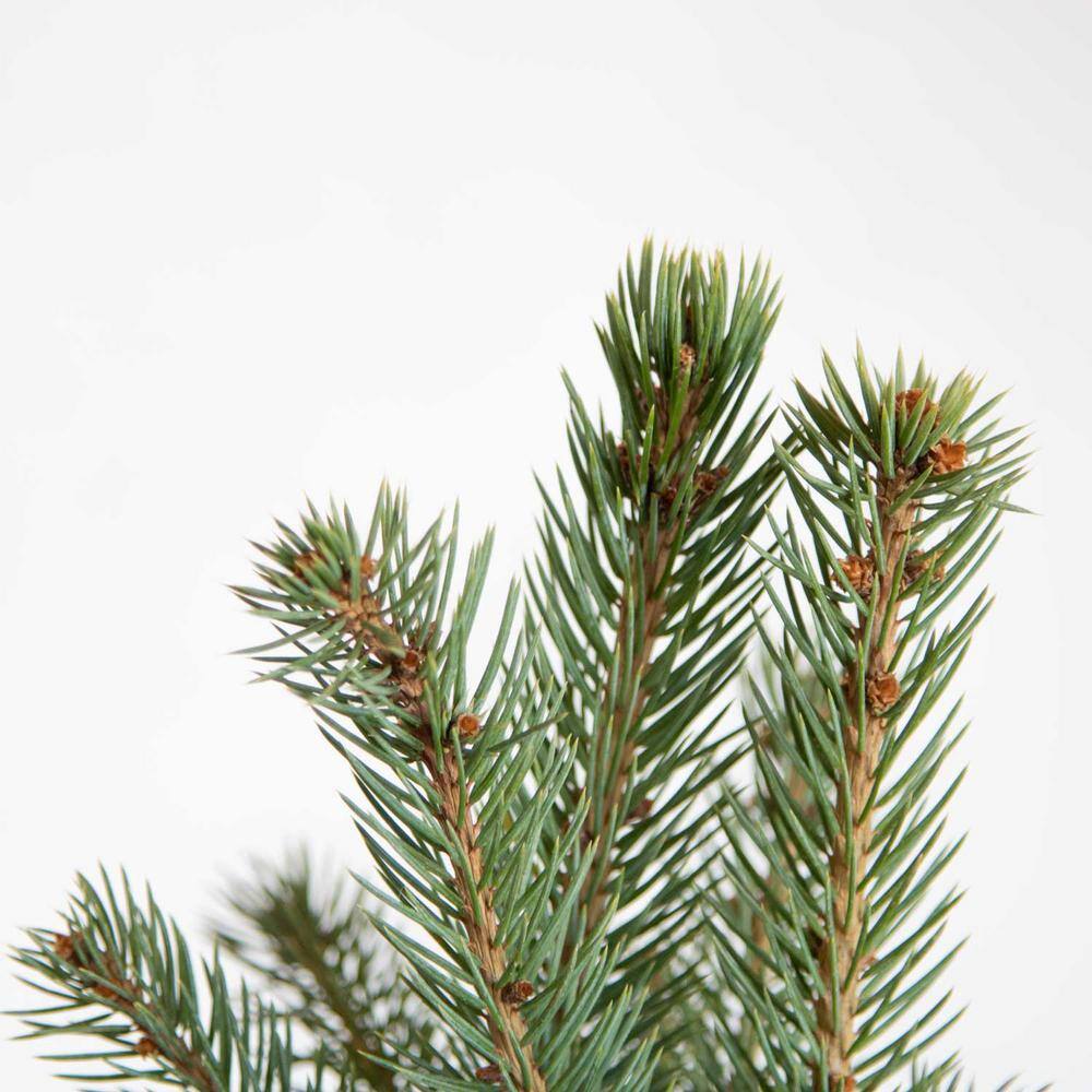FLOWERWOOD 2.5 Qt Baby Blue Colorado Spruce Live Evergreen Tree 4722Q