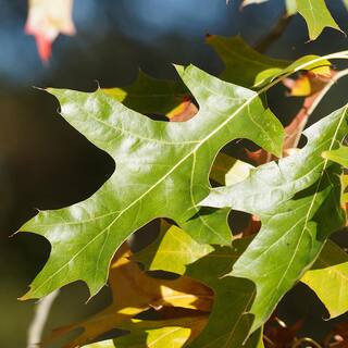 5 Gal. Pin Oak Deciduous Shade Tree OAKPIN05G