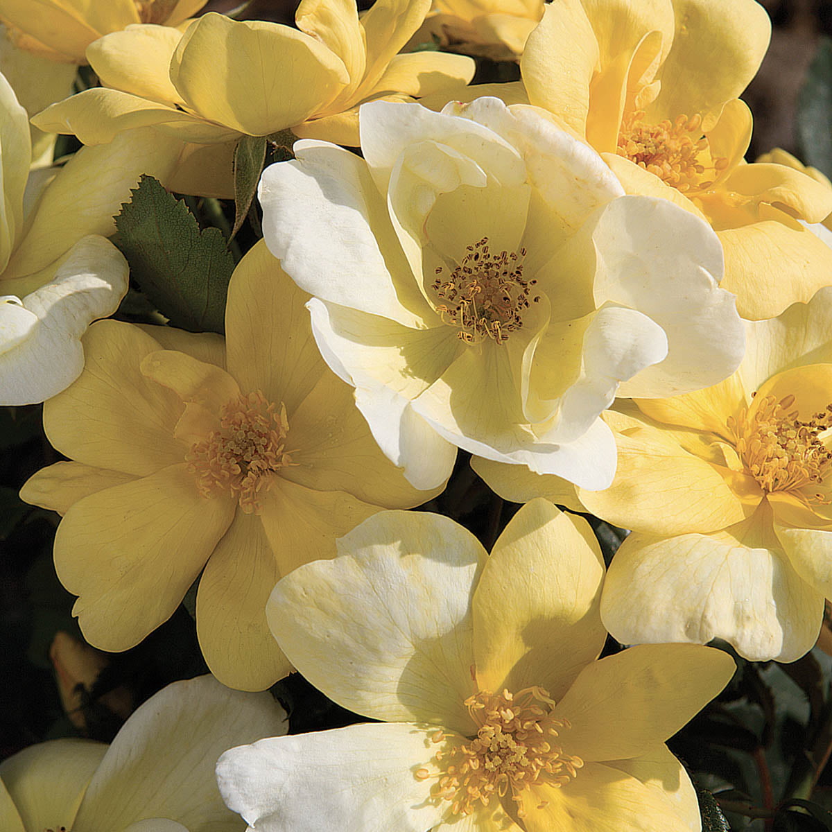 Yellow Knock Out Dormant Bare Root Shrub Rose， Includes one dormant plant per order