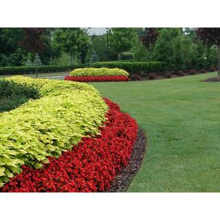 Vigoro 2.5 Qt. Coleus Golden Lace in 6.33 in. Grower's Pot (2-Plants) DC1GCOLGOLLACE2