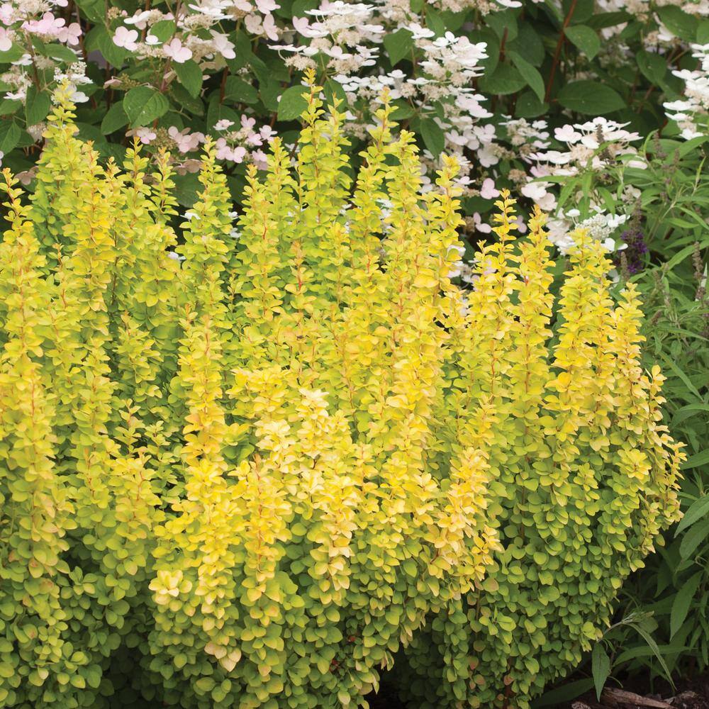 Proven Winners 2 Gal. Sunjoy Gold Pillar Barberry Shrub with Vivid Gold Foliage 14764
