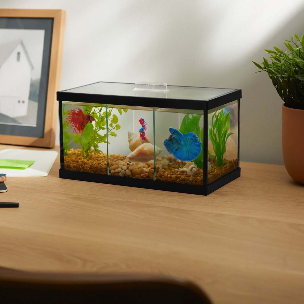 Frisco 3 Betta Aquarium with Divider/Top