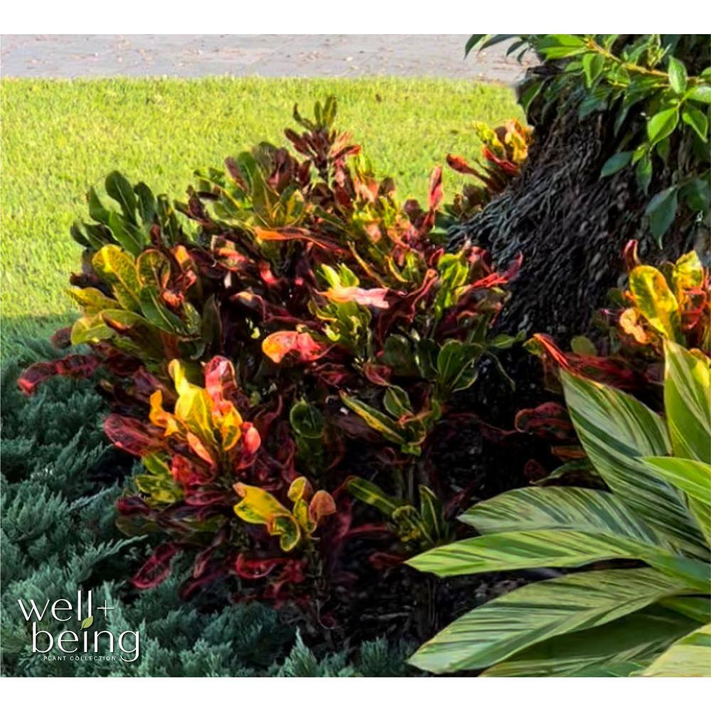 NATURE'S?WAY FARMS Croton Mamey Live Outdoor Plant in Growers Pot Average Shipping Height 1-2 Ft. Tall 1225