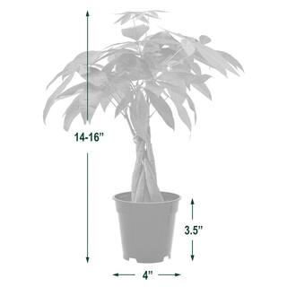 Arcadia Garden Products 4 in. Money Tree Plant Black Plastic Grower Pot LV63