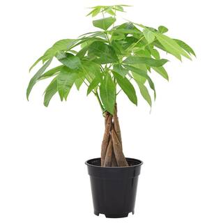 Arcadia Garden Products 4 in. Money Tree Plant Black Plastic Grower Pot LV63