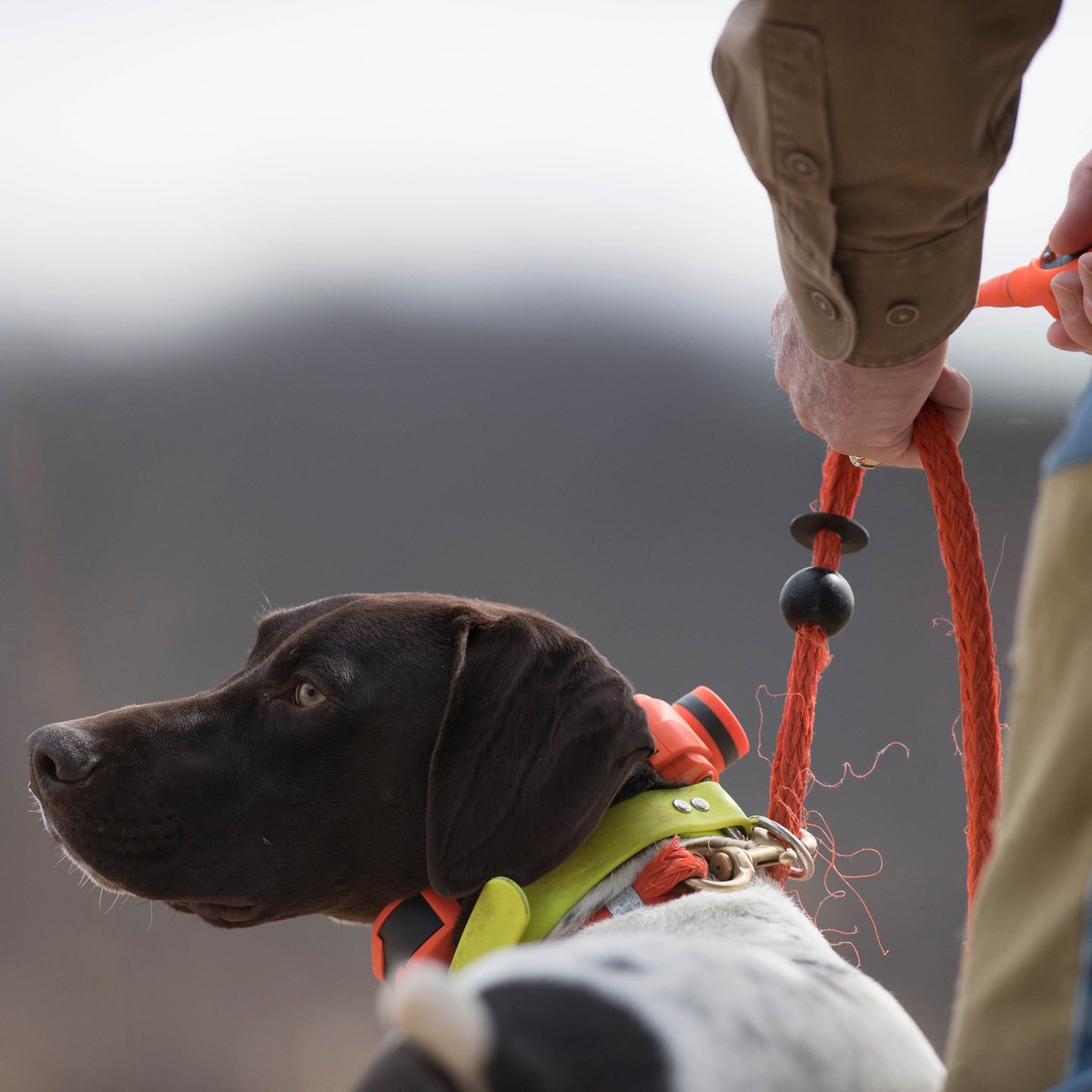 SportDOG UplandHunter 1875 Training Dog Collar