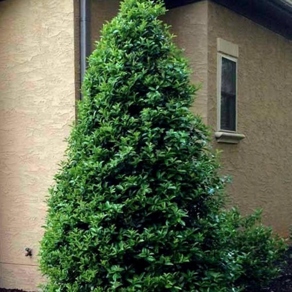 7 Gal. Oakland Holly Evergreen Tree HOLLAN07G