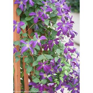 PROVEN WINNERS 1 Gal. Happy Jack Purple (Clematis) Live Shrub Purple Flowers CLMPRC1026101