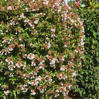 national PLANT NETWORK 2.25 Gal. Abelia Rose Creek Flowering Shrub with White Blooms HD7133