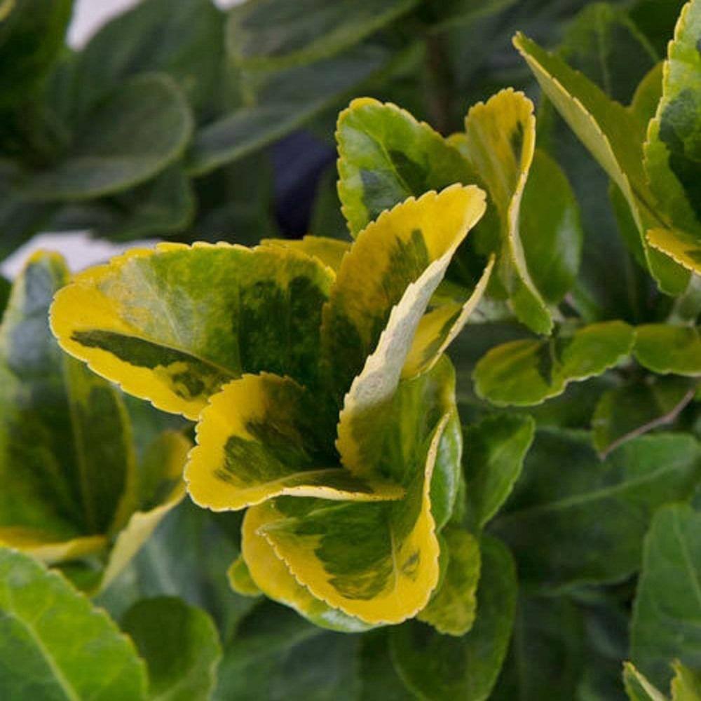 FLOWERWOOD 3 Gal. Golden Euonymus Live Evergreen Shrub Green and Gold Variegated Foliage 16753