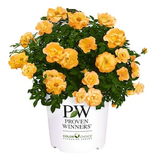 PROVEN WINNERS 2 Gal. Sunorita Rose Plant with Soft Orange Blooms 17516