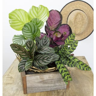 ALTMAN PLANTS 4 in. Calathea Asst (4-Pack) 0872717