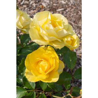 national PLANT NETWORK Bareroot Gilded Sun Floribunda Rose (2-Piece) HD1398