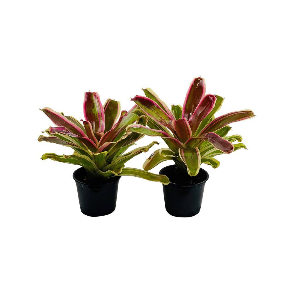 Pure Beauty Farms 2.5 Qt. Bromeliad Neoregelia Plant Rafael in 6.33 In. Grower's Pot (2-Plants) DC1GBROMRAFA2