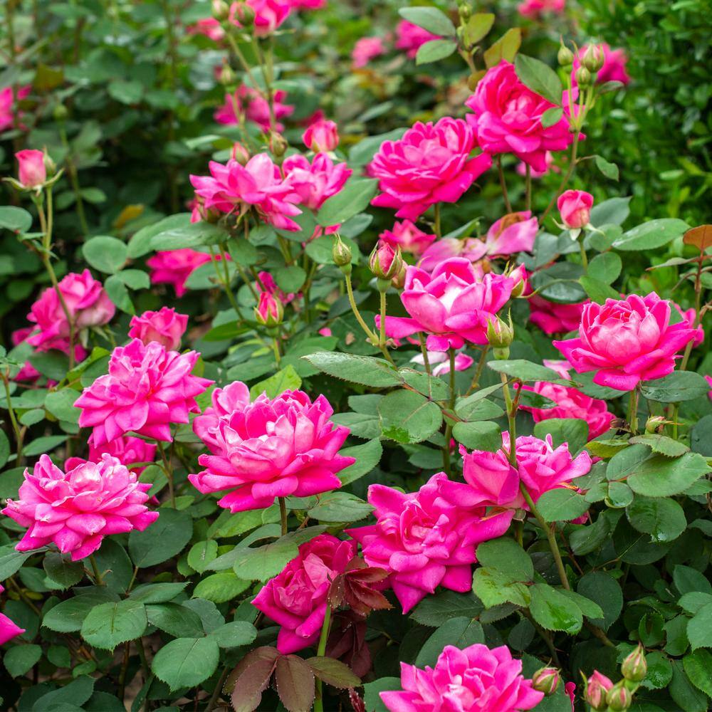 KNOCK OUT 2 Gal. Pink Double Knock Out Rose Bush with Pink Flowers 13212