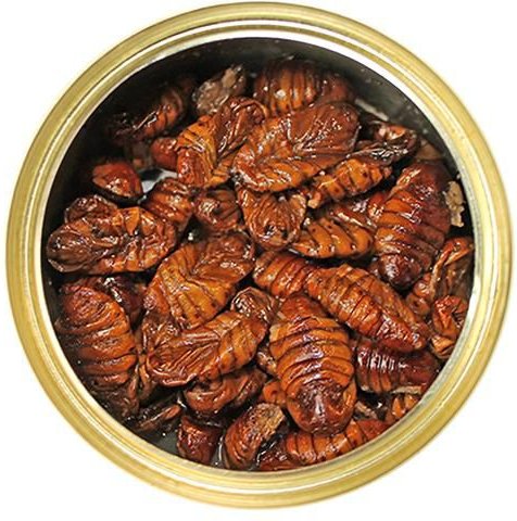 Exotic Nutrition Silkworm Pupae Hedgehog Treats， 1.2-oz can