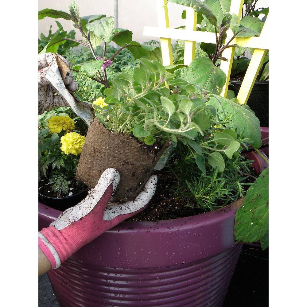 Bonnie Plants 19 oz. Hot N Spicy Oregano Herb Plant 5082