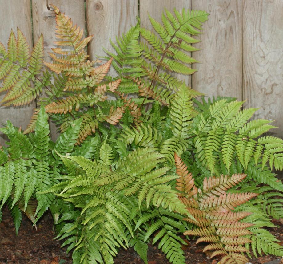 Classy Groundcovers - Dryopteris erythrosora Aspidium erythrosora， Dryopteris bulligera， Dryopteris distantipinna， Dryopteris linyingensis， Dryopteris oblongipinnula  {25 Pots - 3 1/2 inch Square}