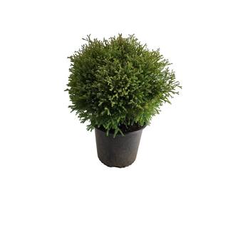 BELL NURSERY 3 Gal. Lyonsville Arborvitae (Thuja occidentalis) Live Evergreen Shrub THUJA3LIN1PK
