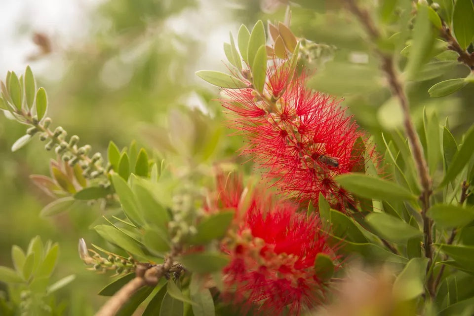 Bottle Brush Plant