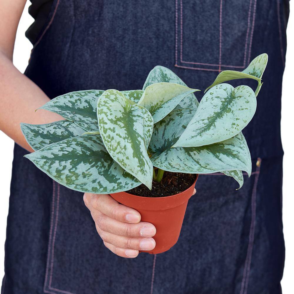 Pothos Silver Splash Scindapsus pictus Plant in 4 in. Grower Pot 4_POTHOS_SILVER.SPLASH