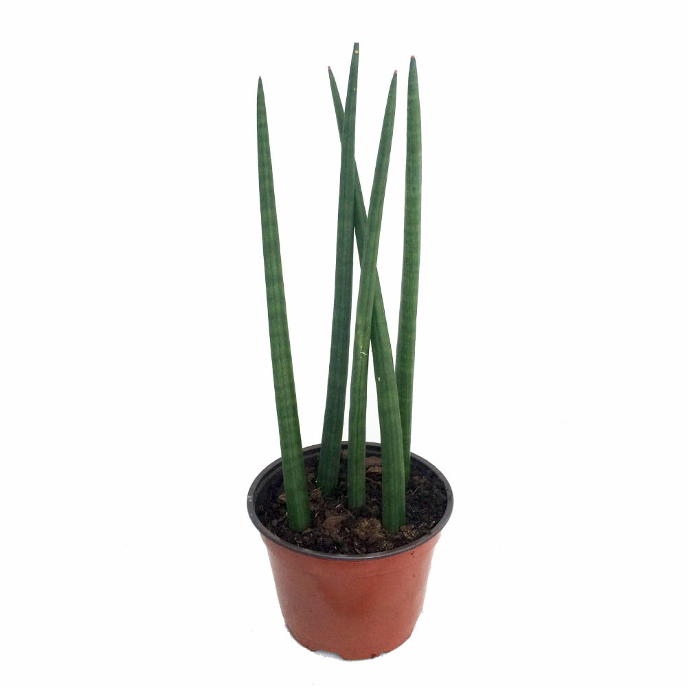 Bamboo Shoots Snake Plant - Sanseveria cylindrica - Impossible to kill! - 2