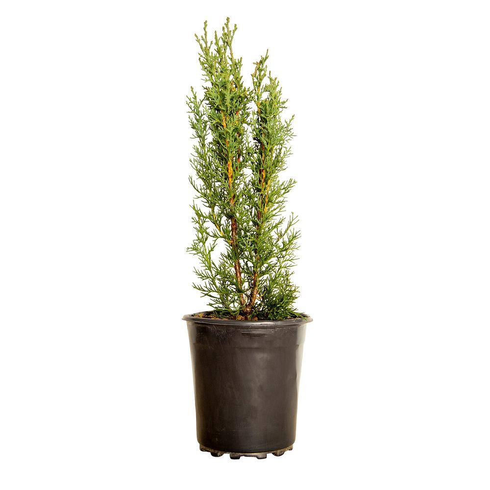 FLOWERWOOD 2.5 Qt. Italian Cypress Live Evergreen Tree Narrow Columnar Growth 1240Q