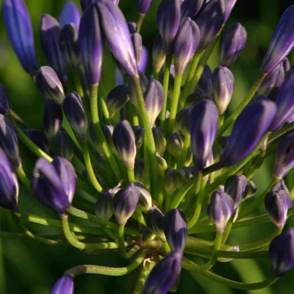 VAN ZYVERDEN Agapanthus Blue Roots (Set of 3) 83821