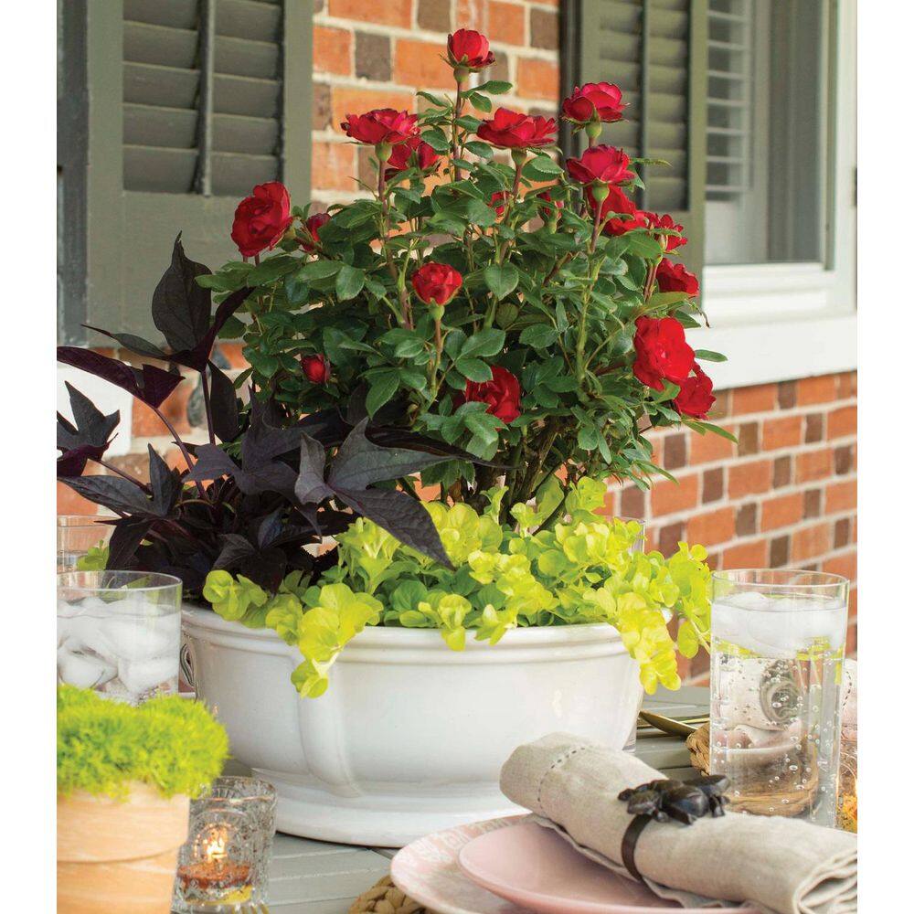 KNOCK OUT 2 Gal. Petite Knock Out Rose Bush with Red Flowers KOROS2PRD1PK