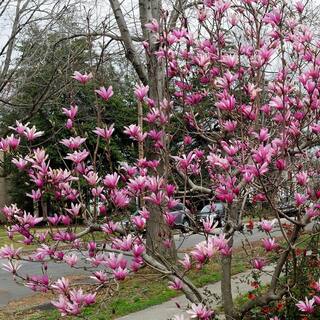national PLANT NETWORK 2G Magnoiia Galaxy Tree in Grower Container (1-Piece) HD1440
