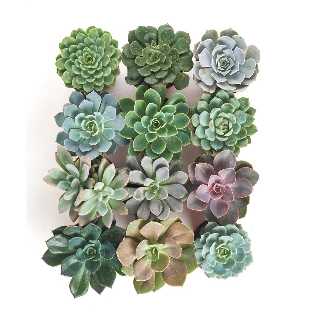 Shop Succulents 4 in. Rosette Succulent Collection Succulent (Collection of 12) R4-12