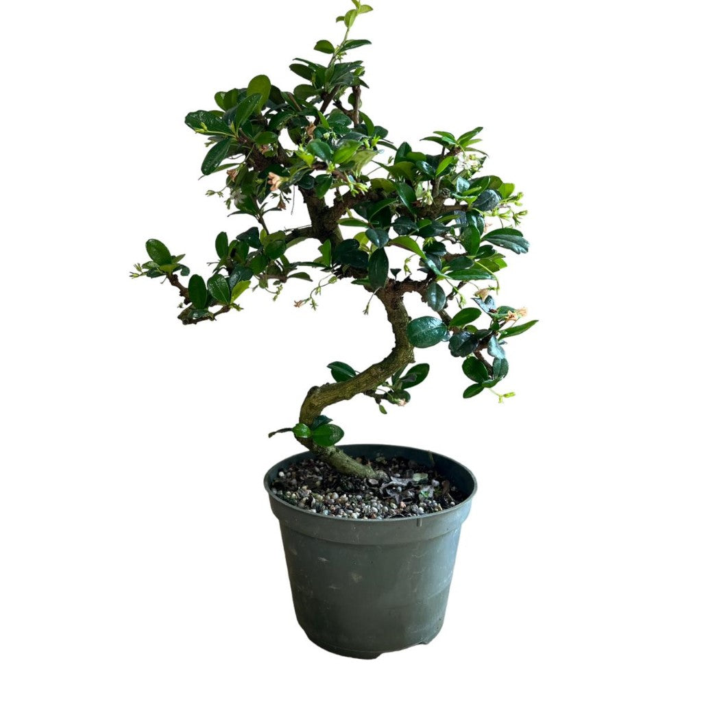 Bonsai Fukien Tea (Live Plant), Indoor/Outdoor Plant