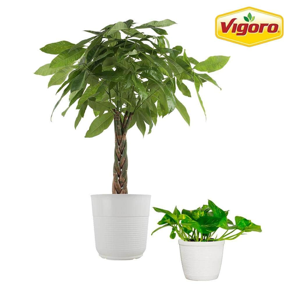 Vigoro 10 in. Pachira Money Tree and 6 in. Golden Pothos Plant in White Decor Planter (2 Pack) ML-PPT-S-VPW-02