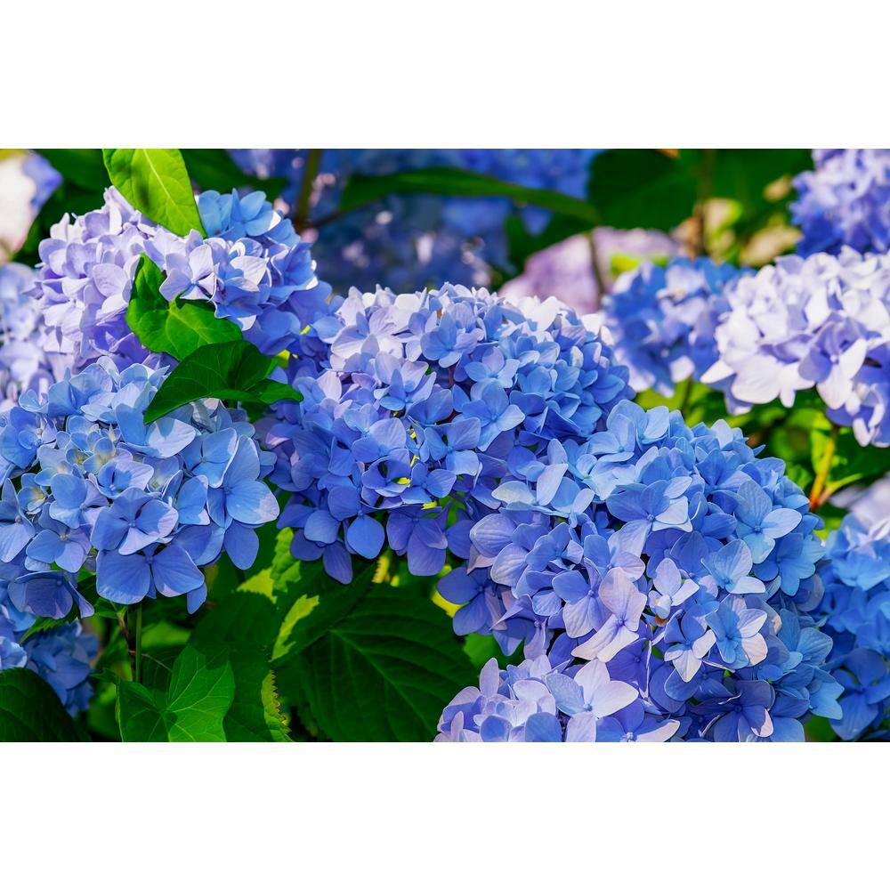 Online Orchards 1 Gal. Let's Dance Rhythmic Blue Hydrangea Shrub Reblooming Skyblue Flowers SBHD001